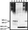 FIG. 5
