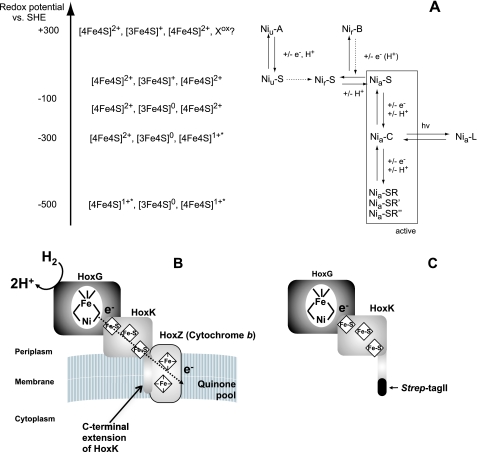 FIGURE 1.