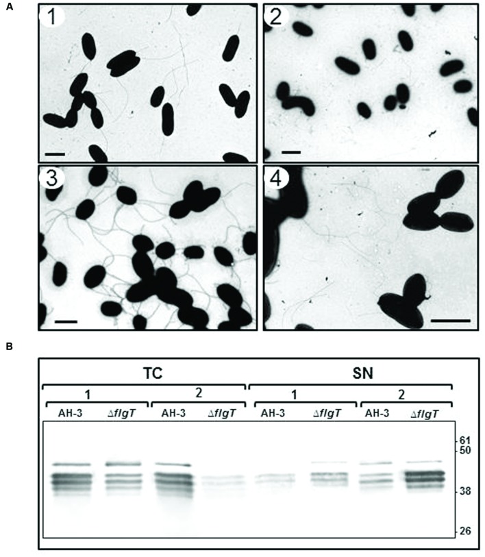 FIGURE 4