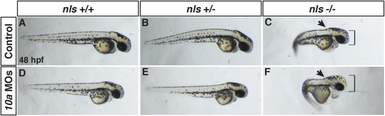 Fig 4