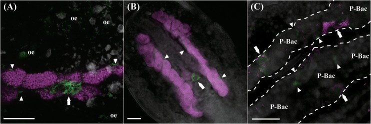 FIG 1