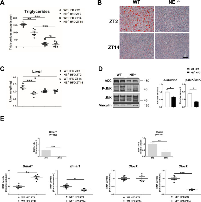 Figure 4—figure supplement 1.