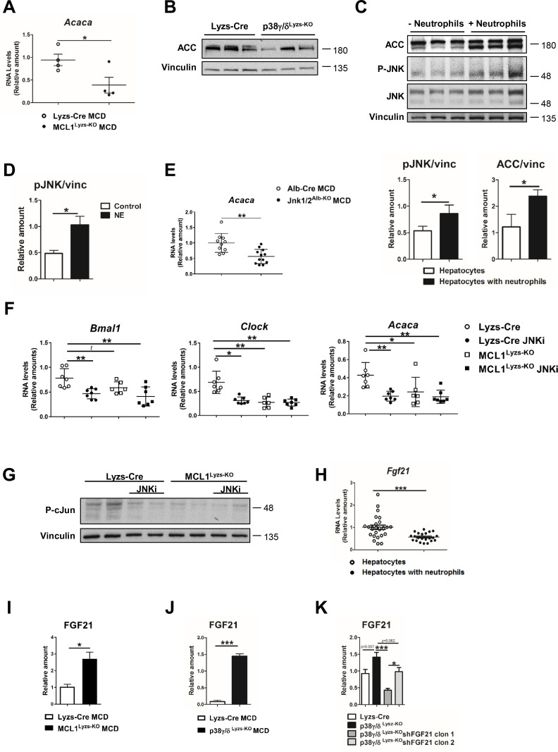 Figure 3—figure supplement 1.