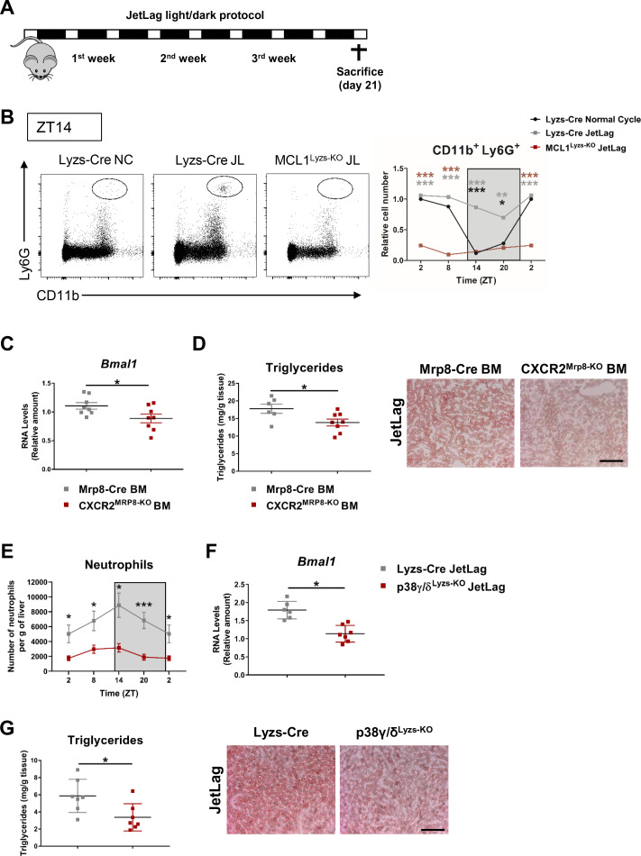 Figure 2—figure supplement 1.