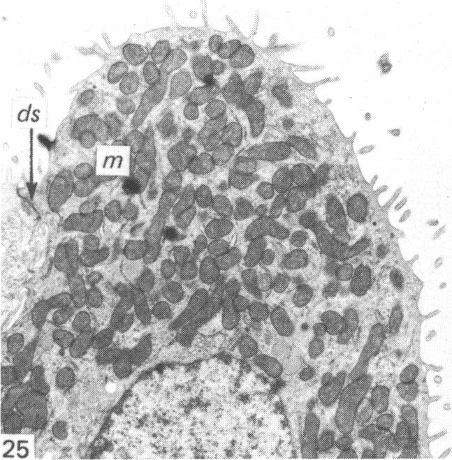 Fig. 25