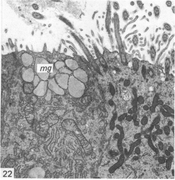 Fig. 22