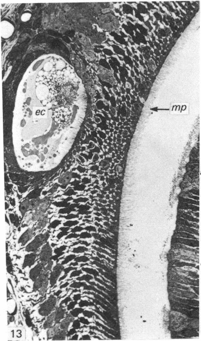 Fig. 13