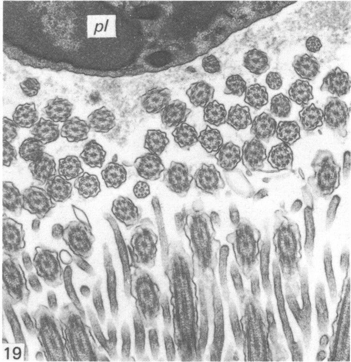 Fig. 19