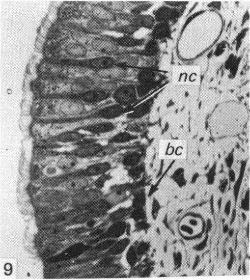 Fig. 9