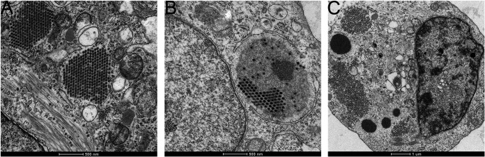 FIG 6