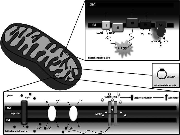 FIG. 1.