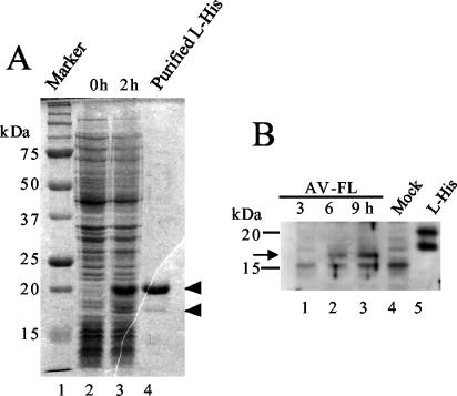 FIG. 3.