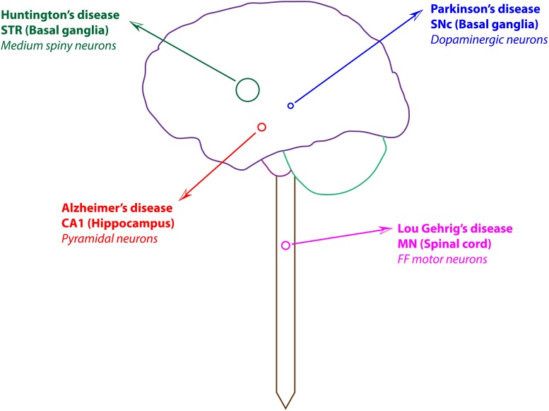 FIGURE 1