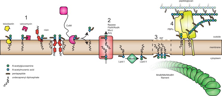 Fig 1