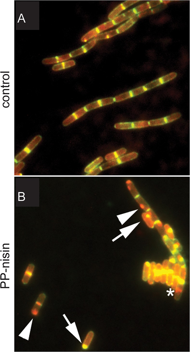 Fig 5