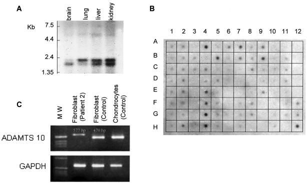 Figure  3