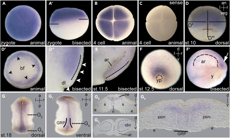 Figure 1