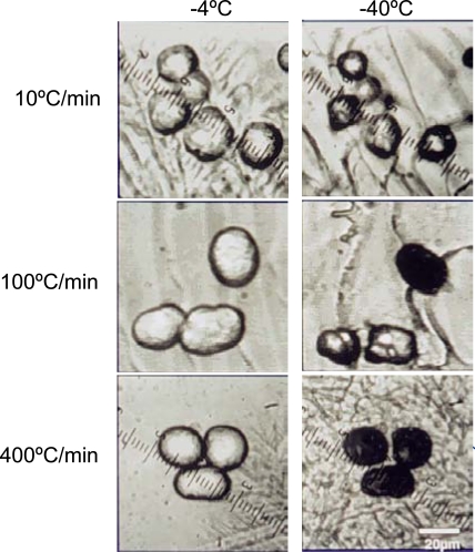 Fig. (13)