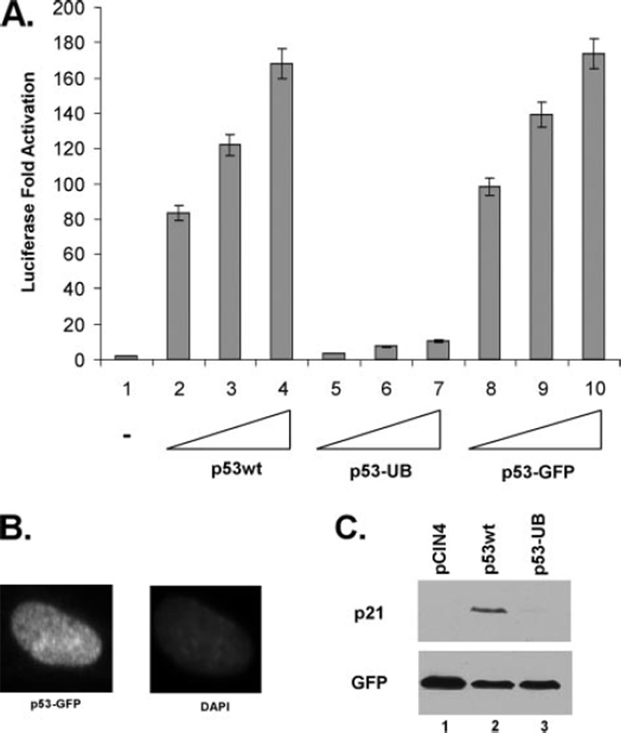 FIGURE 5