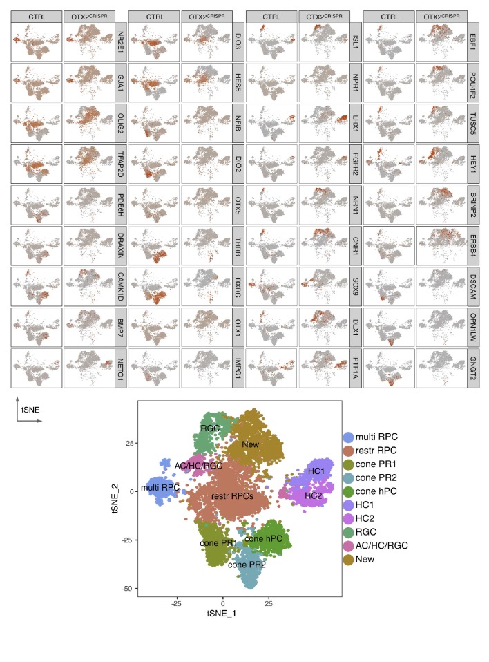 Figure 5—figure supplement 2.