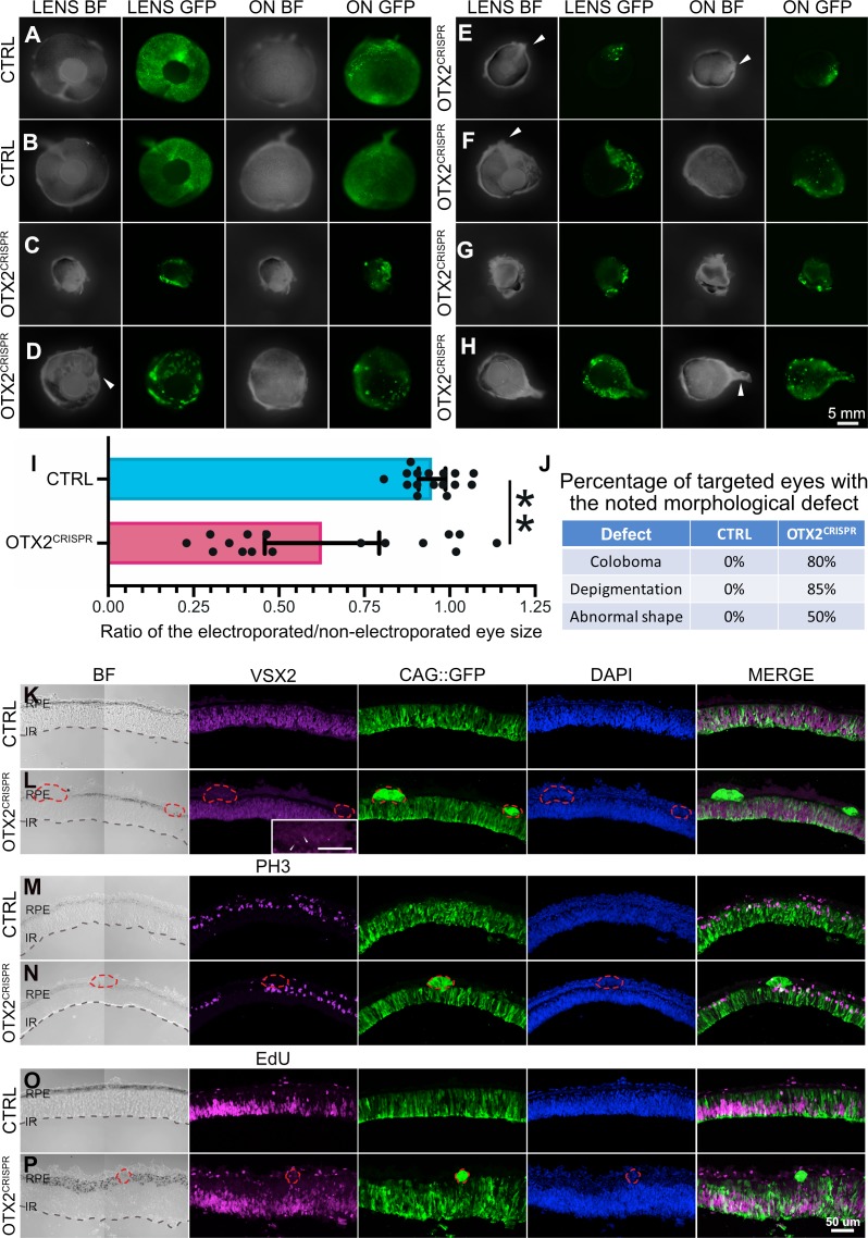 Figure 1—figure supplement 1.