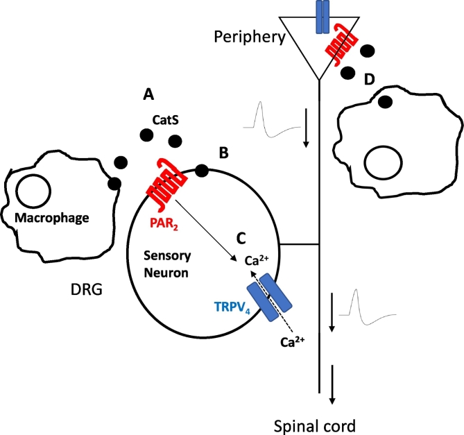Fig. 2