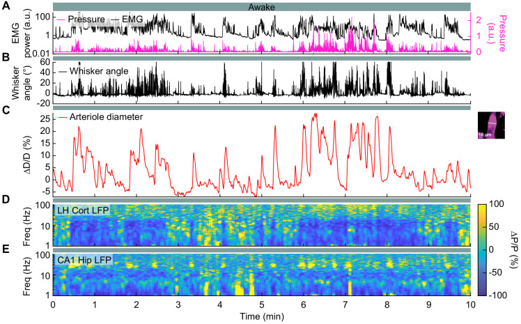 Figure 3—figure supplement 2.