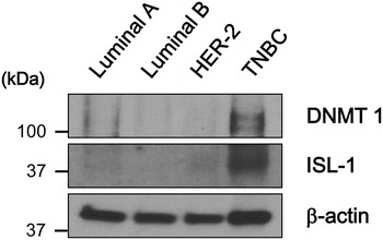 Fig. 6