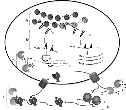 Fig. 1