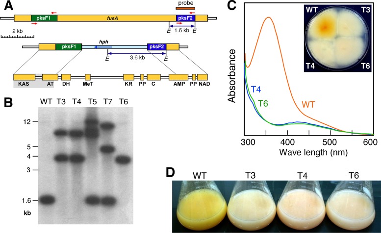 Fig 6