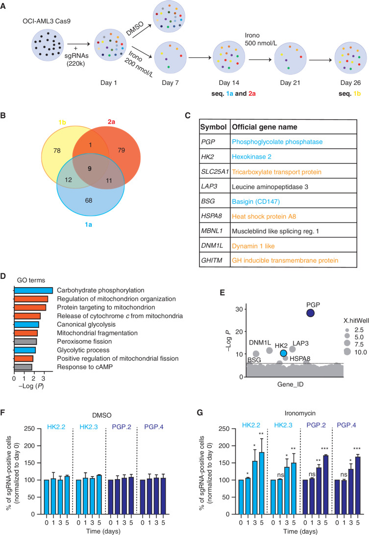 Figure 2. Genome-wide CRISPR screen identifies cellular metabolism and mitochondrial homeostasis as key regulators of ironomycin activity. A, Schematic outline of the resistance genome-wide CRISPR/Cas9 loss-of-function screen in OCI-AML3 (n = 3 screens from two independent biological replicates). B, Venn diagram showing the common sgRNAs enriched in the ironomycin-resistant cells in the sequencing of the three screens (1a, 2a, and 1b). C, Table displaying the nine common genes from the three screens performed in the OCI-AML3 cell line (1a, 2a, and 1b). Genes related to glycolysis pathway are highlighted in blue and genes related to mitochondria homeostasis are highlighted in orange. D, Enrichment analysis showing GO terms significantly enriched in the top 100 genes from the OCI-AML3 screen. GO terms related to glycolysis are highlighted in blue, and GO terms related to mitochondria homeostasis are highlighted in orange. E, Bubble plots showing the top 1,000 enriched genes identified in the CRISPR screen (replicate 2a). The two hits selected for validation are colored in blue. Dotted line indicates Bonferroni-corrected significance threshold. F and G, Validation of the CRISPR screen in the MV4;11 cell line by competition assays using MV4;11 cells transfected with two independent sgRNAs targeting PGP (PGP.2 and PGP.4) or HK2 (HK2.2 and HK2.3) and a control nontargeted (NT) sgRNA. A 1:1 ratio of mCherry-positive sgRNA cells and mCherry-negative WT MV4;11 cells was treated with DMSO (F) or 500 nmol/L ironomycin (G), and the proportion of mCherry-positive sgRNAs cells was assessed by FACS (n = 2 biological replicates for each KO cell line; means ± SD; *, P < 0.05; **, P < 0.01; ***, P < 0.001).