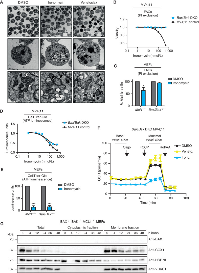 Figure 5. Ironomycin-induced cell death is BAX/BAK dependent. A, TEM images of MV4;11 cells treated with vehicle (DMSO), 500 nmol/L ironomycin or 50 nmol/L venetoclax for 36 hours. Arrows, examples of apoptotic cells; V, vacuolization; N, chromatin condensation and nuclear fragmentation; white arrowheads, standard mitochondrial morphology; black arrowheads, changed mitochondrial morphology (cristae reduction and dilation, fragmentation, or dark condensed matrix). Scale bars, 20 μm, top; 2 μm, middle; 500 nm, bottom. B, Cell death assessed by PI exclusion using FACS in MV4;11 WT and BAX/BAK DKO cell lines after 48 hours of ironomycin (n = 3 biological replicates). C, Cell death assessed by PI exclusion using FACS in MEF cells treated for 48 hours with 2 μmol/L ironomycin. We compared a Bax−/− Bak−/− with a control Mcl1−/− MEF cell line (n = 3 biological replicates; means ± SEM; *, P < 0.05). D, ATP luminescence measured by CellTiter-Glo in MV4;11 WT and BAX/BAK DKO cell lines after 48 hours of ironomycin (n = 3 biological replicates). E, ATP luminescence measured by CellTiter-Glo in MEF cells treated for 48 hours with 2 μmol/L ironomycin. We compared a Bax−/− Bak−/− with a control Mcl1−/− MEF cell line (n = 3 biological replicates; means ± SEM; ***, P < 0.001). F, Seahorse assay measuring mitochondrial basal and maximal respiration in BAX/BAK DKO MV4;11 cells. We treated the cells for 6 hours with 500 nmol/L ironomycin or 50 nmol/L venetoclax (n = 3 biological replicates). G, Fractionation experiment showing BAX and COX1 protein expressions by immunoblot in total cell, cytosolic fraction, and mitochondrial membrane fraction. The nonheme protein VDAC1 was used as a loading marker of membrane fraction and HSP70 as a loading marker of cytoplasmic fraction. We used the Bax−/− Bak−/− Mcl1−/− MEF cell line and treated cells with 500 nmol/L ironomycin.