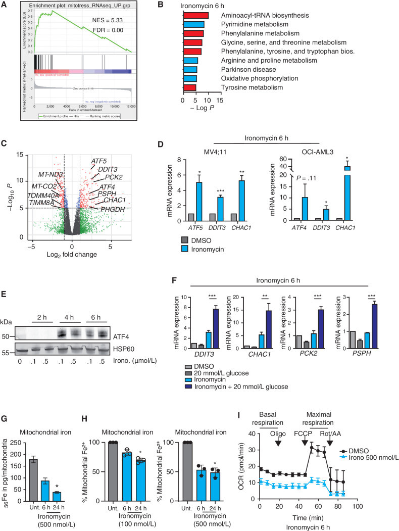 Figure 4. Ironomycin induces mitochondrial stress through iron deprivation. A–C, RNA-seq analysis of MV4;11 cells treated with 6 hours of 500 nmol/L ironomycin or vehicle (DMSO, n = 3 biological replicates). A, Gene set enrichment analysis using the “mitostress” signature (30). B, KEGG pathways analysis (pathways upregulated are in red and pathways downregulated are in blue). C, Volcano plots showing the adjusted significance P value (−log10 P) versus the fold change (log2). Genes that demonstrate a significant change in expression (P < 0.01) and a significant 2-fold downregulation (left) or 2-fold upregulation (right) are represented in red. Genes selected from the “mitostress” and mitoCarta 2.0 signatures are displayed. D, Validation of RNA-seq analyses by RT qPCR measuring mRNA expression of selected genes from the “mitostress” signature in AML cell lines 6 hours after exposure to 500 nmol/L ironomycin or DMSO. We used β2 m as a housekeeping gene (n = 3 technical replicates; means ± SD; *, P < 0.05; **, P < 0.01; ***, P < 0.001). E, ATF4 protein expression by immunoblot after 500 nmol/L ironomycin treatment. F, Effect of high glucose culture condition (20 mmol/L) on RNA expression of selected genes from the “mitostress” signature upon ironomycin treatment in MV4;11 cells. We used β2 m as a housekeeping gene (n = 3 technical replicates; means ± SD; **, P < 0.01; ***, P < 0.001. G, Quantification of mitochondrial fe2+ by inductively couple plasma-mass spectrometry (ICP-MS) in MOLM-13 cells (n = 3 biological replicates; means ± SD; *, P < 0.05). H, Quantification of mitochondrial iron using a mitochondrial specific probe (see Supplemental Data) by flow cytometry on MOLM-13 cells treated with ironomycin (n = 3 biological replicates; means ± SD; *, P < 0.05). I, Seahorse assay measuring mitochondrial basal and maximal respiration in MV4;11 WT cells. We treated the cells for 6 hours with 500 nmol/L ironomycin (n = 3 biological replicates).