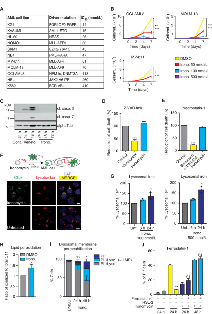 Figure 1. Ironomycin induces potent cell death in AML through a noncanonical cell death pathway. A, Half-maximal inhibitory concentration (IC50) of AML cell lines with various genetic background after 72 hours of treatment with ironomycin using resazurin assay (n = 3 biological replicates). B, Proliferation curves of MV4;11, MOLM-13, and OCI-AML3 cell lines treated with ironomycin (n = 3 biological replicates, *, P < 0.05; **, P < 0.01; ***, P < 0.001). C, Protein expression of cleaved caspase-3 (cl. casp. 3) and cleaved caspase-7 shown by immunoblot. MV4;11 cells were treated with DMSO, 50 nmol/L venetoclax, or 500 nmol/L ironomycin. D, Effect on cell death of the pan-caspase inhibitor Z-VAD-fmk. MOLM-13 cells were pretreated with 50 μmol/L Z-VAD-fmk for 30 minutes and treated with 500 nmol/L ironomycin or 50 nmol/L venetoclax for 24 hours. Cell death was assessed by propidium iodide (PI) staining (n = 3 biological replicates; means ± SD; ***, P < 0.001). E, Effect on cell death of the necroptosis inhibitor necrostatin-1. MOLM-13 cells were pretreated with 10 μmol/L necrostatin-1 for 30 minutes and treated with 500 nmol/L ironomycin for 24 hours or 100 nmol/L birinapant plus 5 μmol/L IDN-6556 for 16 hours. Cell death was assessed by PI staining (n = 3 biological replicates; means ± SD; ***, P < 0.001). F, Visualization of the lysosomal localization of ironomycin using click chemistry in AML cells. Top, schematic illustration of the chemical labeling of ironomycin in cells. Bottom, fluorescence microscopy images of labeled ironomycin (Alexa Fluor 488, green), lysosome (lysotracker, red), and nucleus (DAPI, blue) in MOLM-13 cells after 2 hours of 10 μmol/L ironomycin treatment. Scale bar, 10 μm. G, Quantification of lysosomal Fe2+ using a lysosomal turn-on FACS probe in MOLM-13 cells after ironomycin (see Supplemental Data). Fe2+ specifically reduces Rhonox-M to a rhodamine B derivative, which fluoresces (n = 3 biological replicates; *, P < 0.05). H, FACS analysis of LMP using lysotracker (Lyso) and PI in the MOLM-13 cell line. We treated cells with DMSO or 500 nmol/L ironomycin. LMP is associated with a loss of lysotracker staining (n = 3 biological replicates; mean ± SD; *, P < 0.05). I, Analysis of lipid peroxidation by flow-cytometry staining of lipid ROS with the C11 BODIPY 581/591 (BODIPY C11) probe. MOLM-13 cells were treated with DMSO or 500 nmol/L ironomycin for 48 hours. The ratio of oxidized to total C11 median fluorescent intensity (MFI) is shown (n = 4 biological replicates; means ± SD; *, P < 0.05). J, Effect on cell viability of the ferroptosis inhibitor ferrostatin-1 used in combination with ironomycin. MOLM-13 cell line was pretreated with 20 μmol/L ferrostatin-1 for 30 minutes and treated with 500 nmol/L ironomycin or RSL-3 (30 nmol/L). Cell death was assessed by PI staining (n = 3 biological replicates; means ± SD; **, P < 0.01).