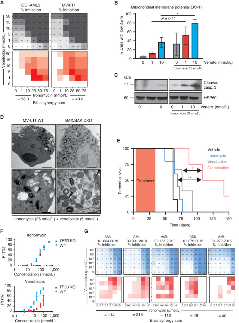 Figure 7. Ironomycin shows marked synergy with BH3 mimetics and overcomes resistance to venetoclax. A, Heat maps showing the percentage of inhibition assessed by FACS (PI) using ironomycin and venetoclax as single agent and in combination in two AML cell lines (top) and Bliss calculation measuring synergy between the two drugs (bottom; n = 3 biological replicates). B, Analysis of mitochondrial membrane potential (Δ Ψm) using JC-1 staining assessed by FACS after 24 hours of low-dose venetoclax with or without low-dose ironomycin treatments. Loss of JC-1 staining is associated with a loss of Δ Ψm (n = 3 biological replicates, mean ± SEM; *, P < 0.05). C, Immunoblot showing cleaved caspase-3 after 24 hours of low-dose venetoclax with or without low-dose ironomycin treatments in OCI-AML3 cells. D, TEM images of mitochondria in MV4;11 WT (left) and BAX/BAK DKO cells (right) treated with low doses of ironomycin and venetoclax for 36 hours. Gray arrowheads, mitochondria in BAX/BAK DKO cells; black arrowheads, disrupted mitochondrial integrity. Scale bars, 2 μm, top; 500 nm, bottom. E, Kaplan–Meier analyses showing survival of NSG mice transplanted with MV4;11 cells (n = 5 mice per cohort) treated with ironomycin, venetoclax, and combination of the two drugs (*, P < 0.05; **, P < 0.01). F, Cell viability assessed by FACS analysis of PI staining. We treated MV4;11 WT and MV4;11 cells with TP53 KO for 72 hours with ironomycin (top) and venetoclax (bottom). G, Heat maps showing the effect on cell viability assessed by flow cytometry (PI) in response to escalating doses of ironomycin and venetoclax for 5 days as single agent and in combination in five patients known to be clinically resistant to venetoclax (top) and Bliss calculation measuring synergy between the two drugs (bottom; n = 1 representative experiment).