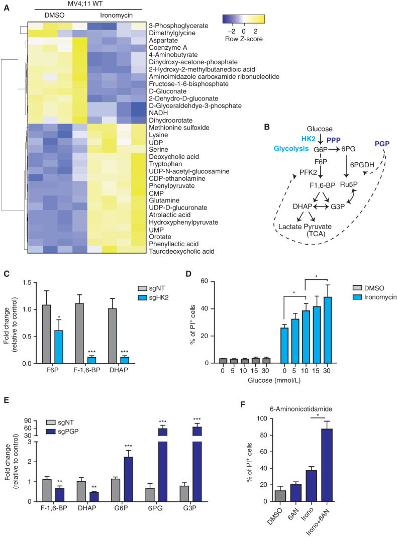 Figure 3. Metabolic remodeling to reduce glycolytic flux and mitochondrial respiration protects against ironomycin. A, Heat map showing the differential abundance of metabolites in the MV4;11 WT cell line using mass spectrometry. We treated the cells with 500 nmol/L ironomycin or DMSO for 24 hours (n = 4 biological replicates). We selected the metabolites with a log2 fold change >1 and a t test P < 0.05. B, Schematic representation of glycolysis and the branched PPP and function of the two metabolic enzymes hexokinase 2 (HK2) and phosphoglycolate phosphatase (PGP). DHAP, dihydroxyacetone phosphate; F6P, fructose-6-phosphate; F-1,6-BP, fructose-1,6-bisphophate; G3P, glyceraldehyde-3-phosphate; Ru5P, ribulose-5-phosphate; 6PG, 6-phospho-D-glycerate; TCA, tricarboxylic acid cycle. C, Bar graph showing the changes in metabolites expression in the sgHK2 cell line using mass spectrometry (n = 4 biological replicates; means ± SD; *, P < 0.05; ***, P < 0.001). D, Proportion of cell death of ironomycin-treated MV4;11 cells cultured in various glucose concentrations. We performed flow-cytometry analysis using PI. Cells were treated with 500 nmol/L ironomycin for 48 hours in RPMI medium (n = 3 biological replicates; means ± SD; *, P < 0.05). E, Bar graph showing the changes in metabolite expression in the sgPGP cell line. Metabolites downstream phosphofructokinase 2 (PFK2) are decreased such as F-1,6-BP and DHAP. Metabolites upstream PFK2 are increased such as G6P, 6PG, and G3P (n = 3 biological replicates; means ± SD; **, P < 0.01; ***, P < 0.001). F, Proportion of cell death of ironomycin-treated cells in combination with the PPP inhibitor 6AN. We performed flow-cytometry analysis of PI fluorescence in MOLM-13. Cells were pretreated with 10 μmol/L 6AN for 30 minutes and treated with 500 nmol/L ironomycin for 48 hours (n = 3 biological replicates; means ± SD; *, P < 0.05).