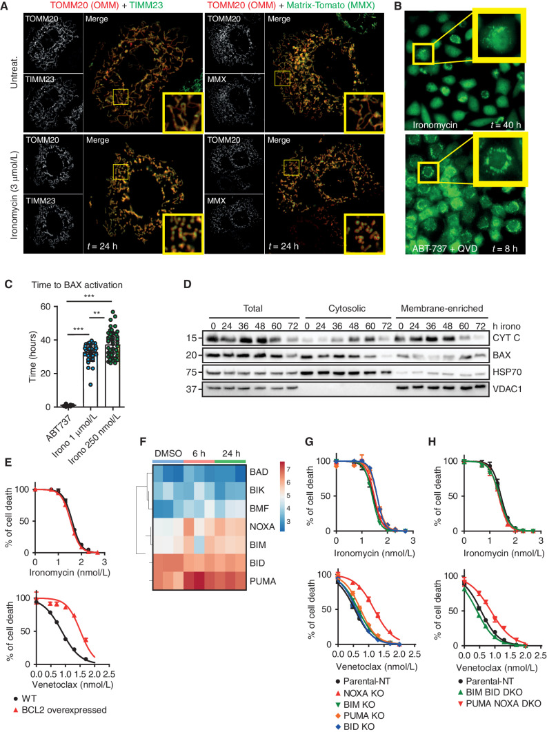 Figure 6. Ironomycin cell death is distinct from canonical apoptosis induced by BH3 mimetics. A, Confocal images of MCL1−/− MEFs expressing tagged-OMM component TOMM20-Halo (JF646, red) with either IMM component TIMM23 (left; mNeonGreen, green) or MMX (right; tdTomato, green) after 24 hours untreated (top) or 3 μmol/L ironomycin (bottom). Insets highlight representative mitochondrial network morphology. B, Snapshots from long-term widefield imaging assay of MCL1−/− Bax−/− Bak−/− MEFs reexpressing mNeonGreen-BAX and TOMM20-Halo, treated with 1 μmol/L ABT-737 + 20 μmol/L QVD-OPH or 500 nmol/L ironomycin, with insets highlighting BAX recruitment to mitochondria prior to cell death (n = 3 independent imaging experiments). C, Scatter plot displaying the time until the appearance of BAX foci, quantified manually, from long-term widefield imaging assay. Each data point represents a single cell (n = 3 biological replicates with >10 cells counted per experiment; means ± SD; **, P < 0.01; ***, P < 0.001). D, Fractionation experiment in MV4;11 cells treated with 500 nmol/L ironomycin showing cytochrome c (CYT C) and BAX protein expressions by immunoblot in total cell, cytosolic fraction, and mitochondrial membrane fraction. VDAC1 is used as a loading marker of mitochondrial membrane fraction and HSP70 as a loading marker of cytoplasmic fraction (n = 3; one representative experiment is shown). E, Cell viability assessed by FACS analysis of PI staining. We treated MV4;11 WT and MV4;11 cells with BCL2 overexpressed for 48 hours with ironomycin (top curve) and venetoclax (bottom curve, n = 3 biological replicates). F, Heat map showing the mRNA expression of BH3-only proteins in MV4;11 cells after 6 and 24 hours of ironomycin. G and H, Cell viability using PI FACS staining. We treated MV4;11 WT and MV4;11 cells with single knockout for the BH3-only proteins NOXA, PUMA, BIM, and BID (G) or double knockouts for BIM/BID and NOXA/PUMA (H) for 72 hours with ironomycin (top curves) and venetoclax (bottom curves; n = 3 biological replicates).