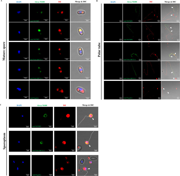 Fig 6