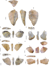 Fig. 2