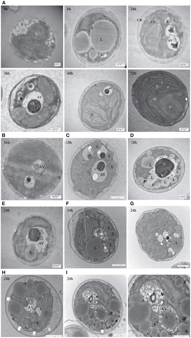 Figure 9