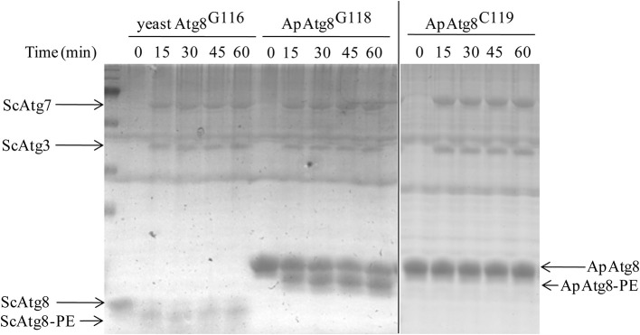 Figure 5