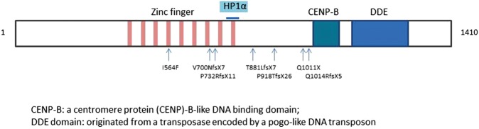 De novo POGZ mutations are associated with neurodevelopmental disorders ...