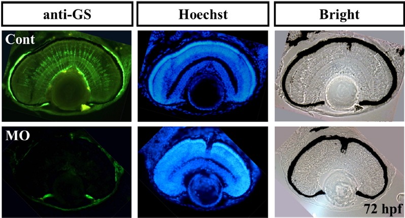 Fig. 8