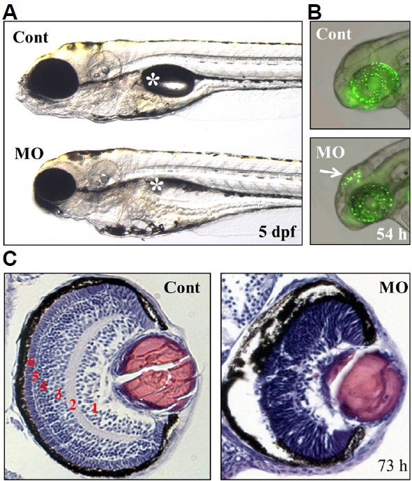 Fig. 6