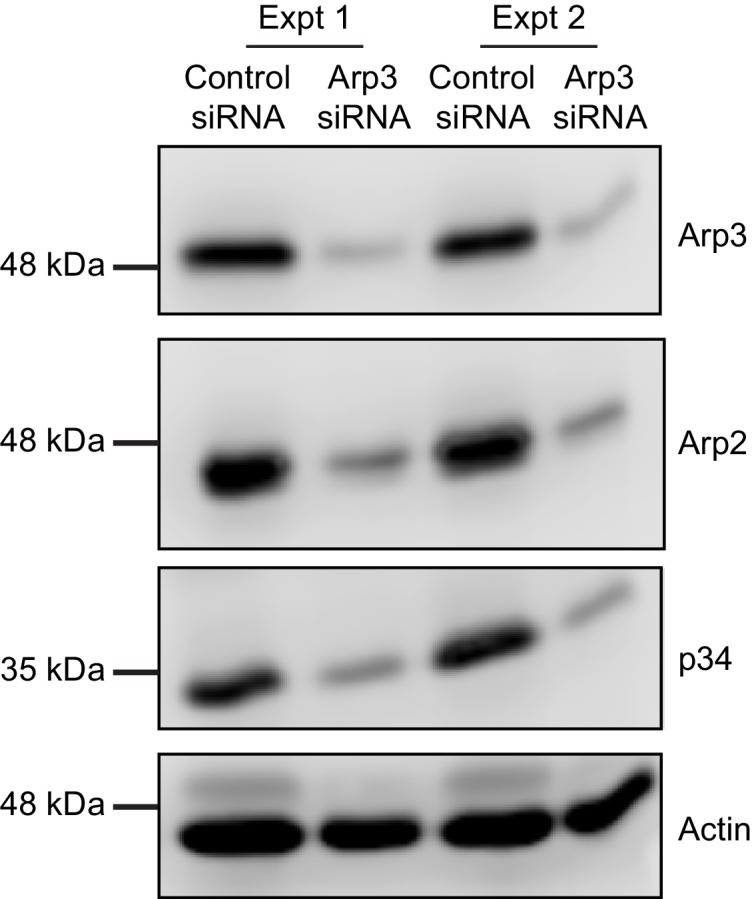 Figure 2—figure supplement 1.