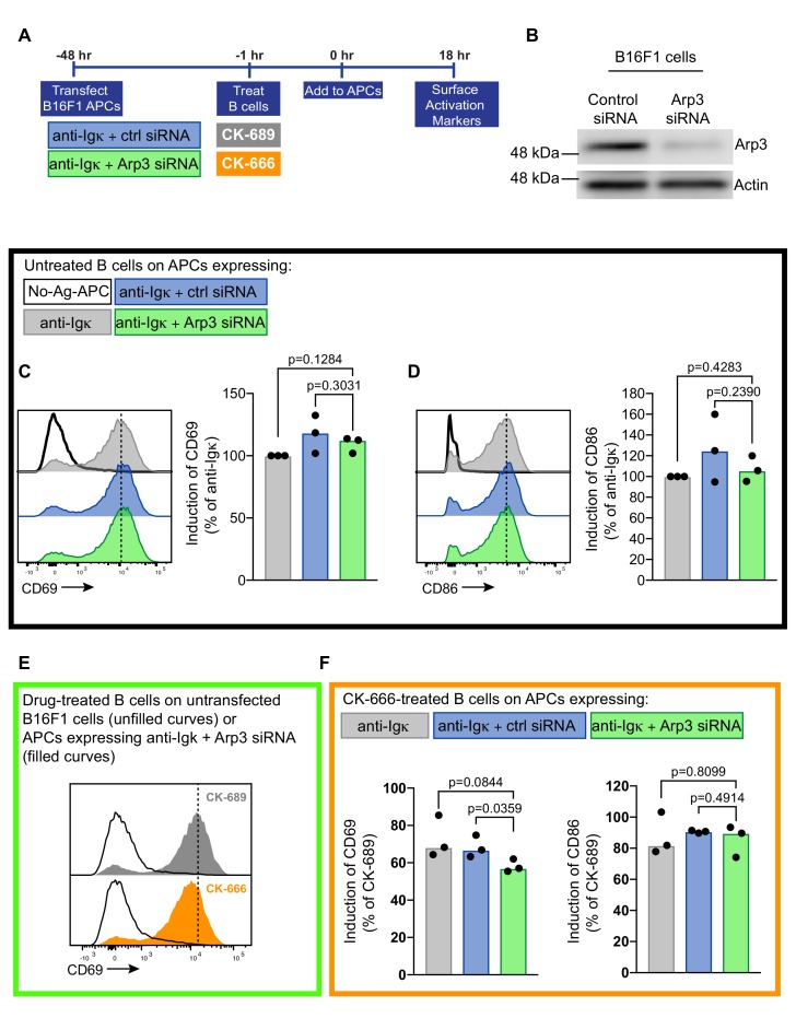 Figure 9—figure supplement 3.