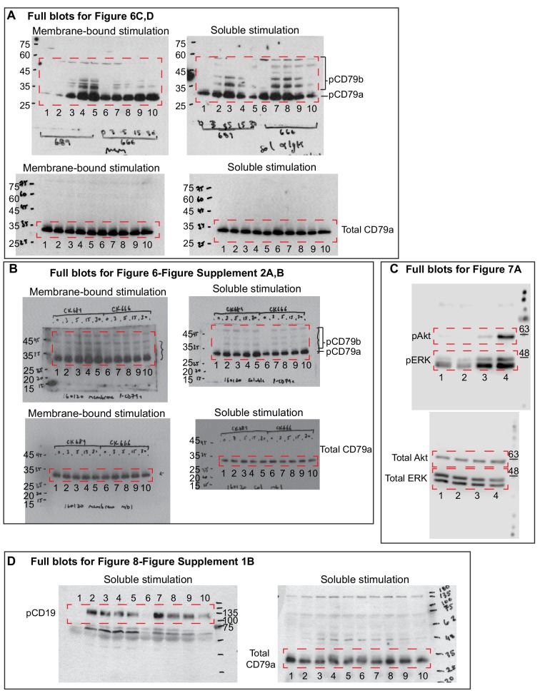 Figure 9—figure supplement 6.