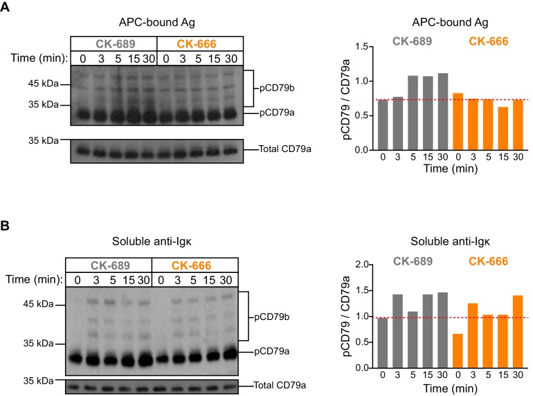 Figure 6—figure supplement 2.