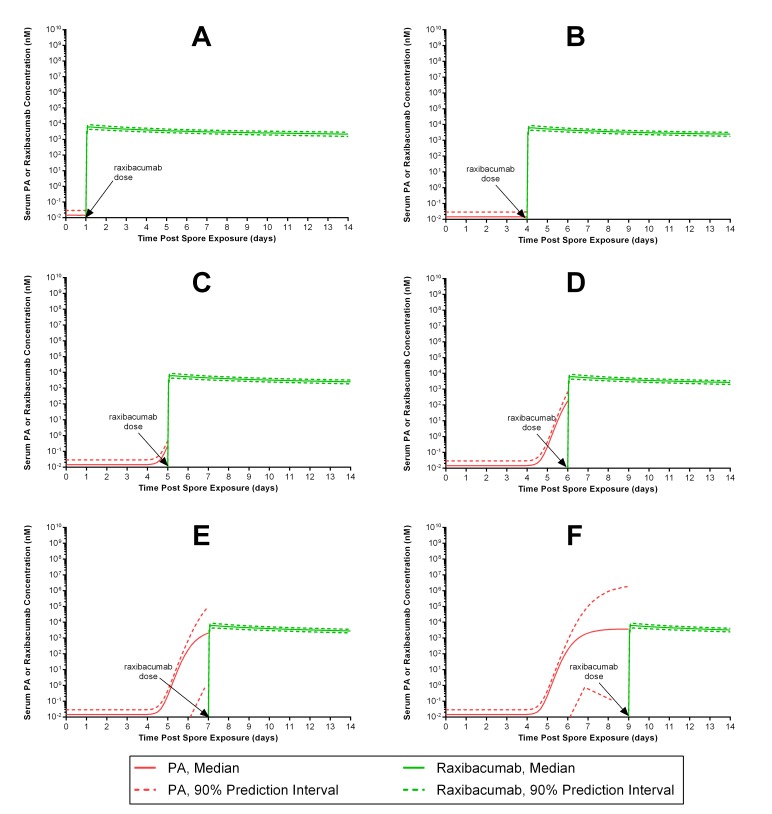 Predicted median (90% prediction interval) serum PA and raxibacumab concentration-time profiles in humans exposed to anthrax spores, following administration of a 40 mg/kg raxibacumab intravenous 2 h infusion dose as monotherapy (e.g., when antimicrobials would not be used, such as for treatment of an antibiotic-resistant B. anthracis strain). The panels represent simulations for different treatment intervention times: at 1 (A), 4 (B), 5 (C), 6 (D), 7 (E) and 9 (F) days post anthrax spore exposure. Serum raxibacumab levels equimolar to or greater than concurrent PA levels are considered protective. Panels A through D illustrate nearly all subjects have protective raxibacumab levels at some times (lower 90% prediction interval bound for raxibacumab exceeds the upper 90% prediction interval bound for PA), while panels E and F illustrate that some subjects would have inadequate protection (PA levels can be greater than concurrent raxibacumab levels). Please see text for comments re: limitations and assumptions of these simulations.