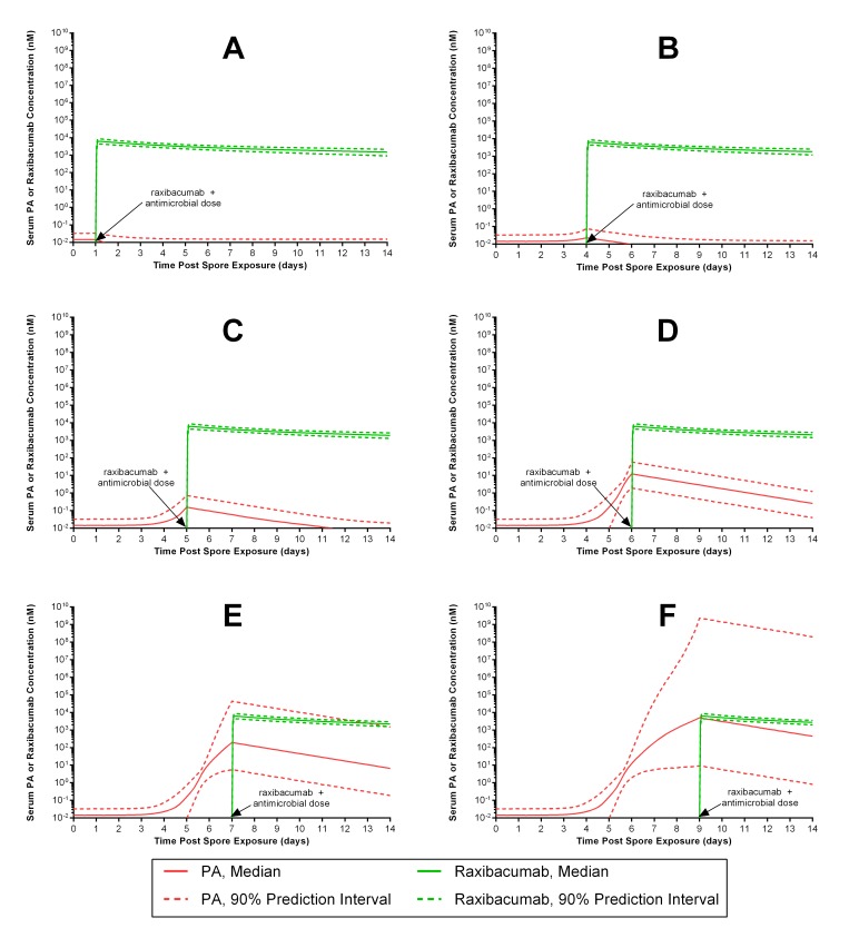 Predicted median (90% prediction interval) serum PA and raxibacumab concentration-time profiles in humans exposed to anthrax spores, following concurrent administration of antimicrobial and a 40 mg/kg raxibacumab intravenous 2 h infusion dose. The panels represent simulations for different treatment intervention times: at 1 (A), 4 (B), 5 (C), 6 (D), 7 (E) and 9 (F) days post anthrax spore exposure. Serum raxibacumab levels equimolar to or greater than concurrent PA levels are considered protective. Panels A through D illustrate nearly all subjects have protective raxibacumab levels (lower 90% prediction interval bound for raxibacumab exceeds the upper 90% prediction interval for PA), while panels E and F illustrate that some subjects would not be protected against PA (PA levels can be greater than concurrent raxibacumab levels).